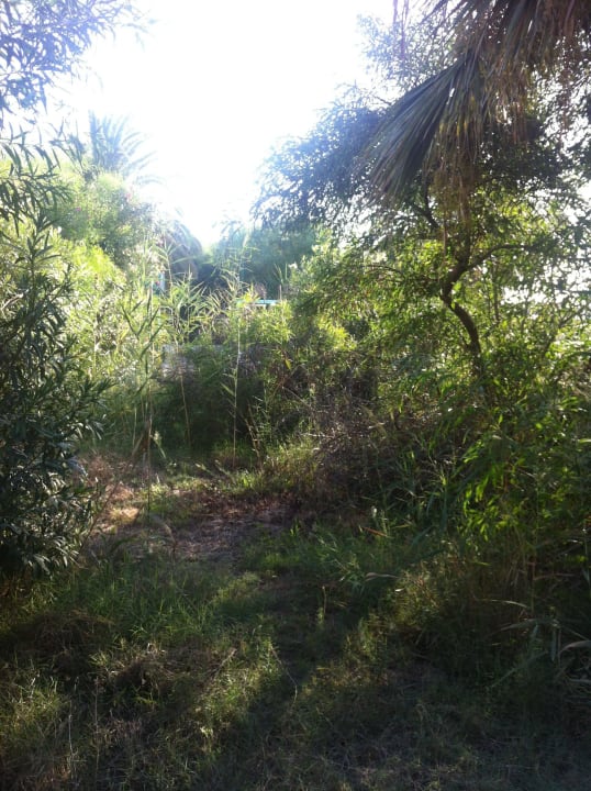 Ungepflegte Gartenanlage! Hotel Marhaba Club