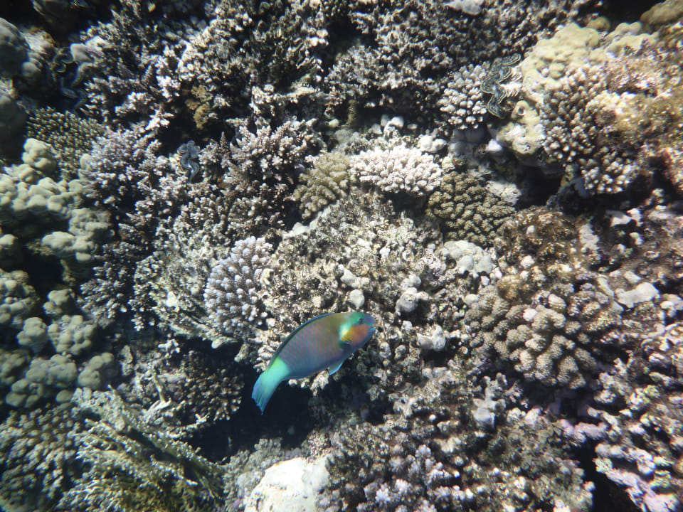 Strand Pickalbatros Palace Resort