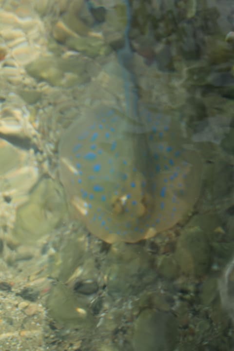 Strand Steigenberger Coraya Beach - Adults only