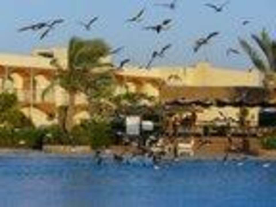 Basen olimpijski z mewami Desert Rose