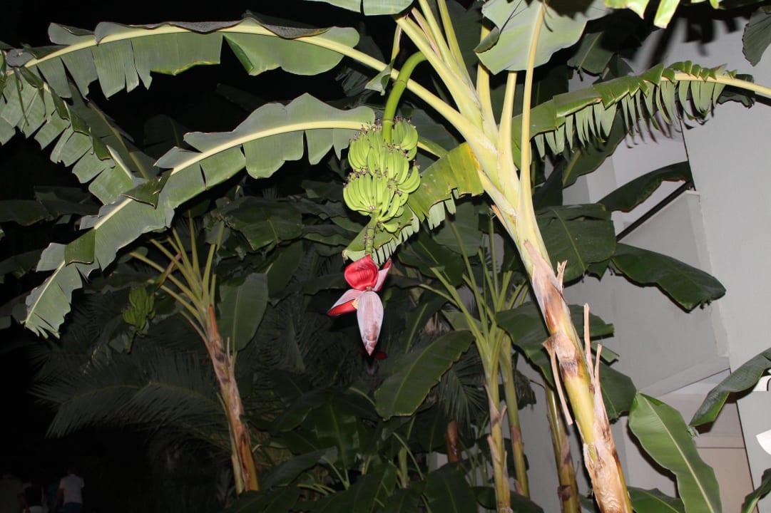 Bananen Sealife Buket Resort & Beach