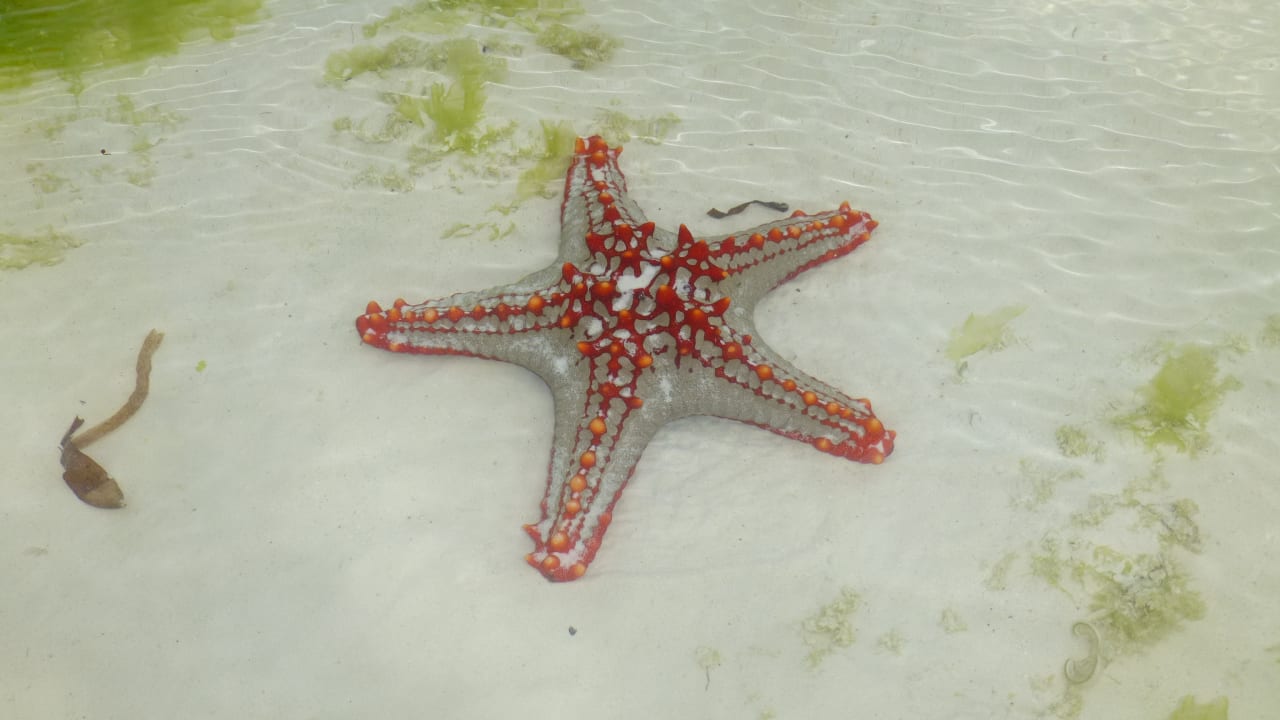 Seestern bei Ebbe Royal Zanzibar Beach Resort