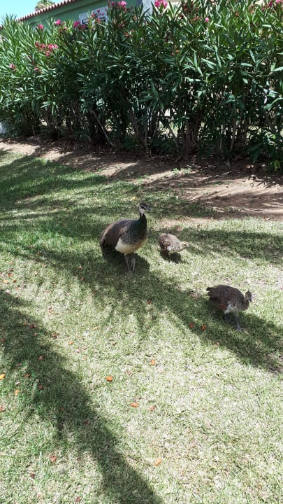 Gartenanlage HL Miraflor Suites Hotel