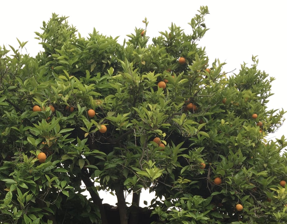 Gartenanlage Özlem Garden Hotel