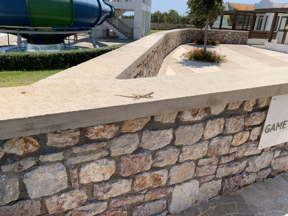 Sonstiges Atlantica Plimmiri