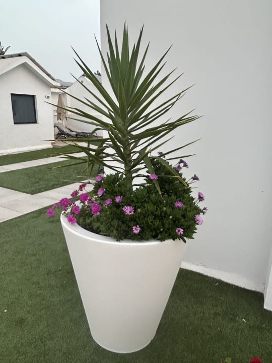 Gartenanlage Club Maspalomas Suites & SPA