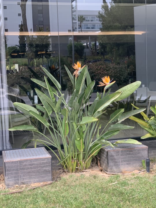 Gartenanlage Hotel Riu Festival