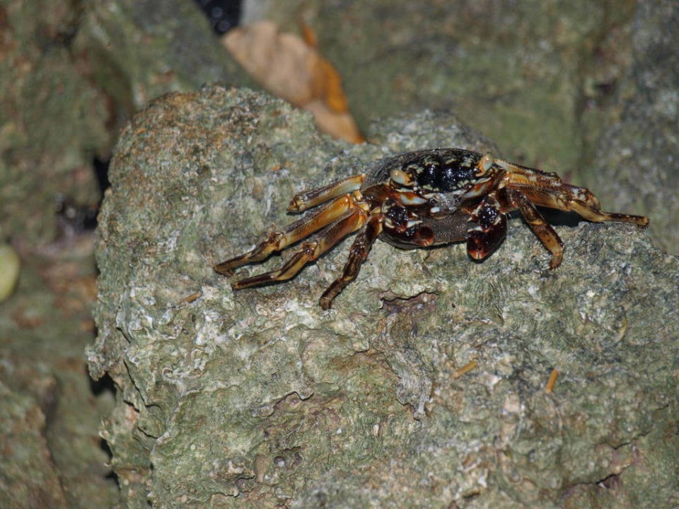 Strandbewohner Vilamendhoo Island Resort & Spa