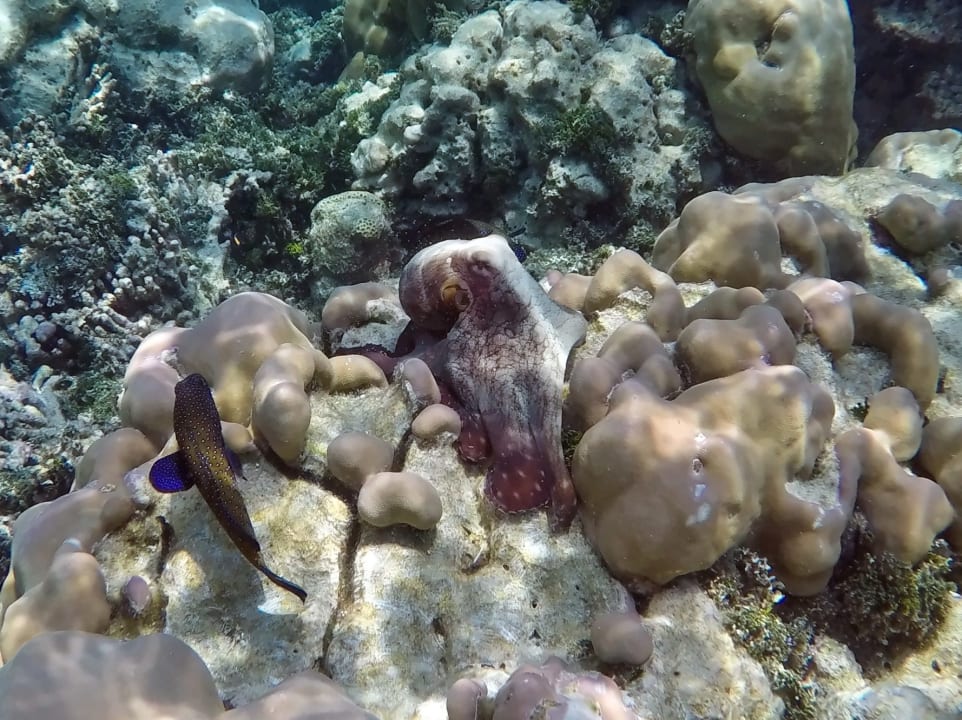 Octopus und Pfauen - Zackenbarsch NH Collection Maldives Havodda Resort