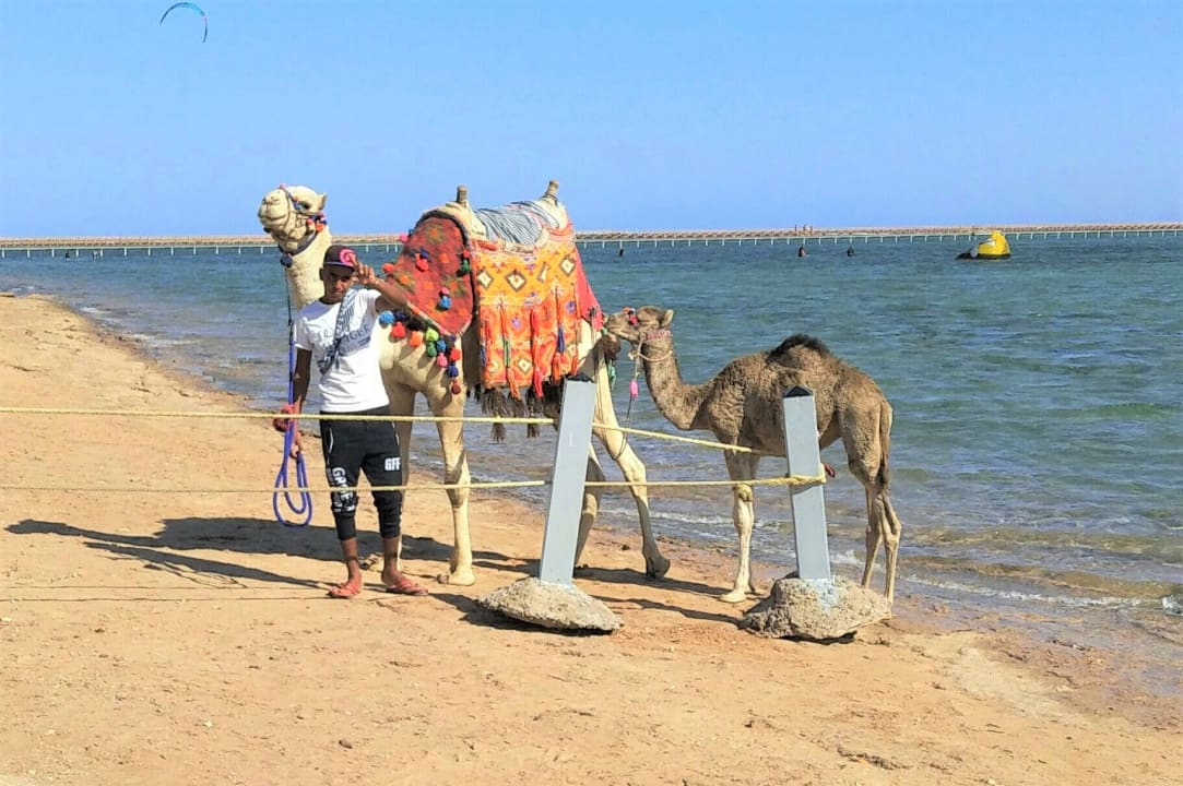 Strand Pickalbatros Royal Moderna Resort-Sharm El Sheikh