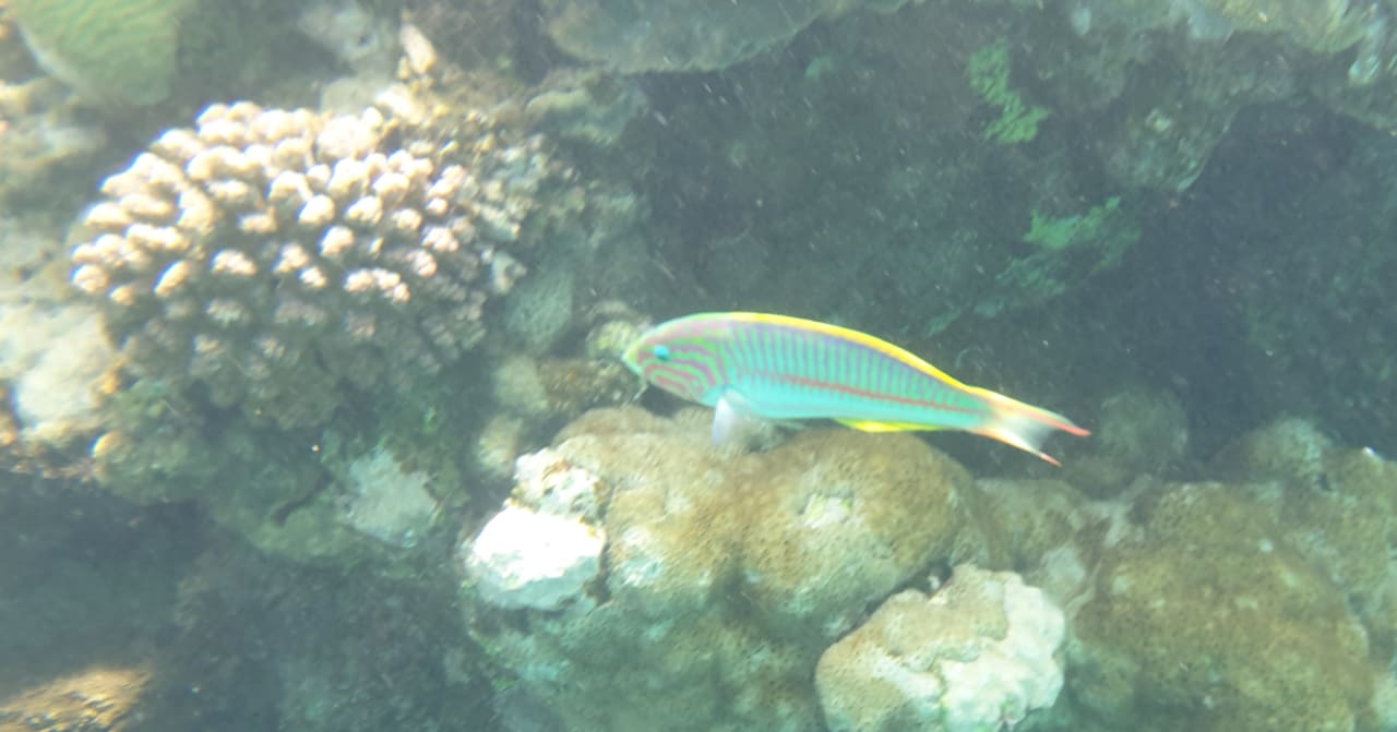 Strand Malikia Resort Abu Dabbab