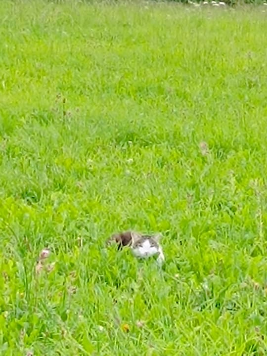 Gartenanlage Landhotel Bayerwald
