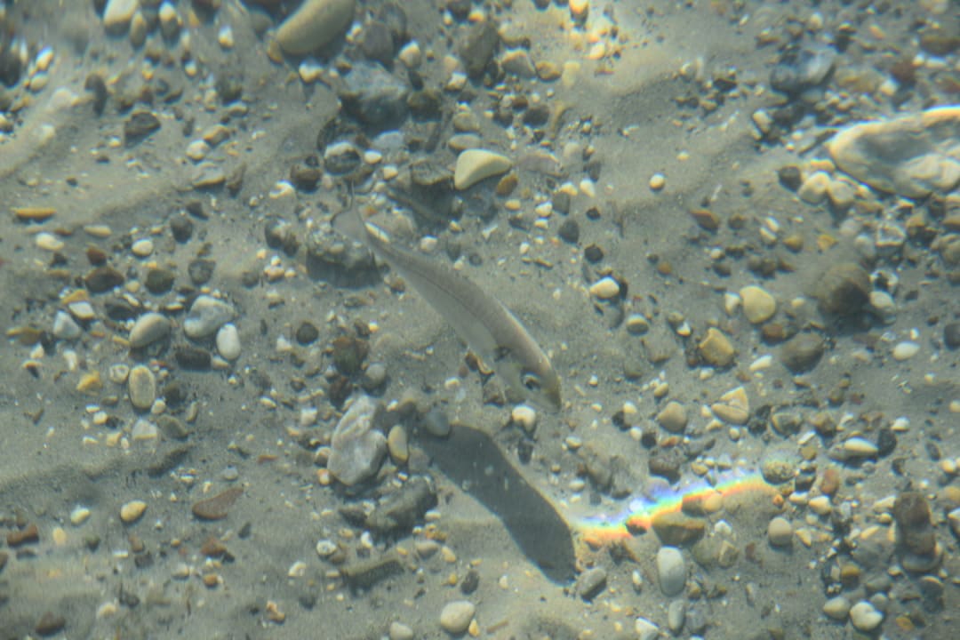 Sonstiges Hotel Albatros