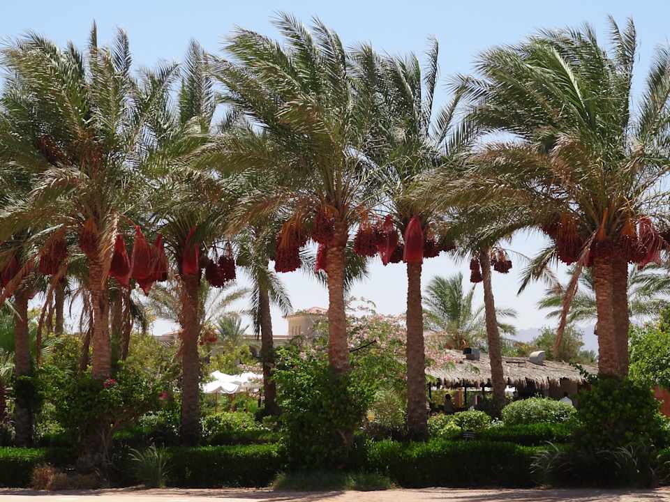 Daktyle JAZ Mirabel Beach