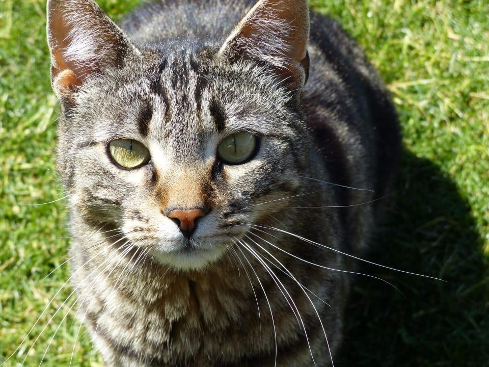 Süße Katze Maxx Royal Belek Golf Resort