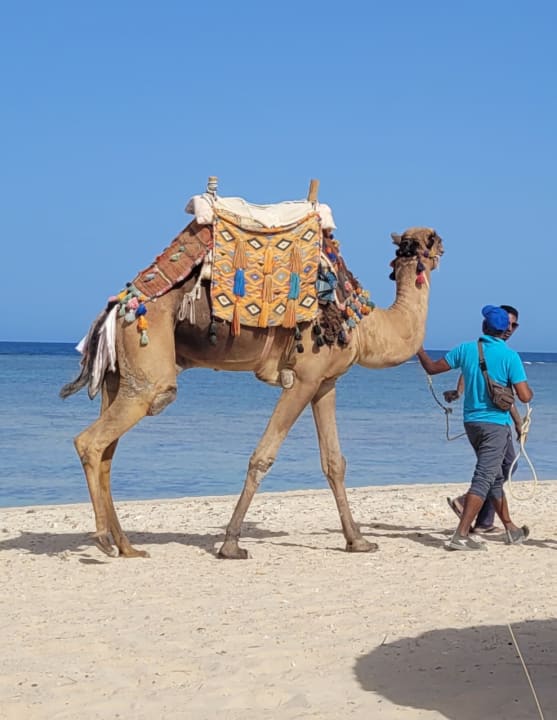 Strand Novotel Marsa Alam Beach Resort