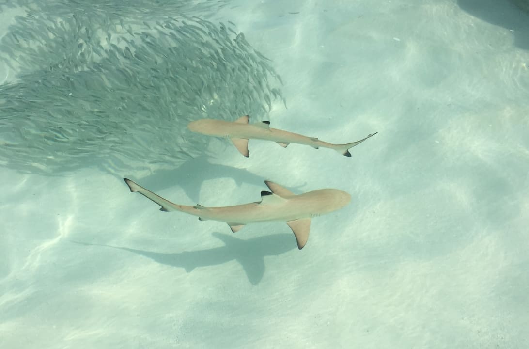 Sport & Freizeit Vilamendhoo Island Resort & Spa