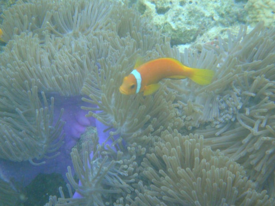 Nemo Vilamendhoo Island Resort & Spa
