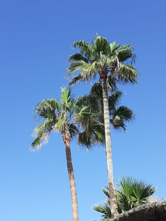Gartenanlage Sahara Beach Aquapark & Resort
