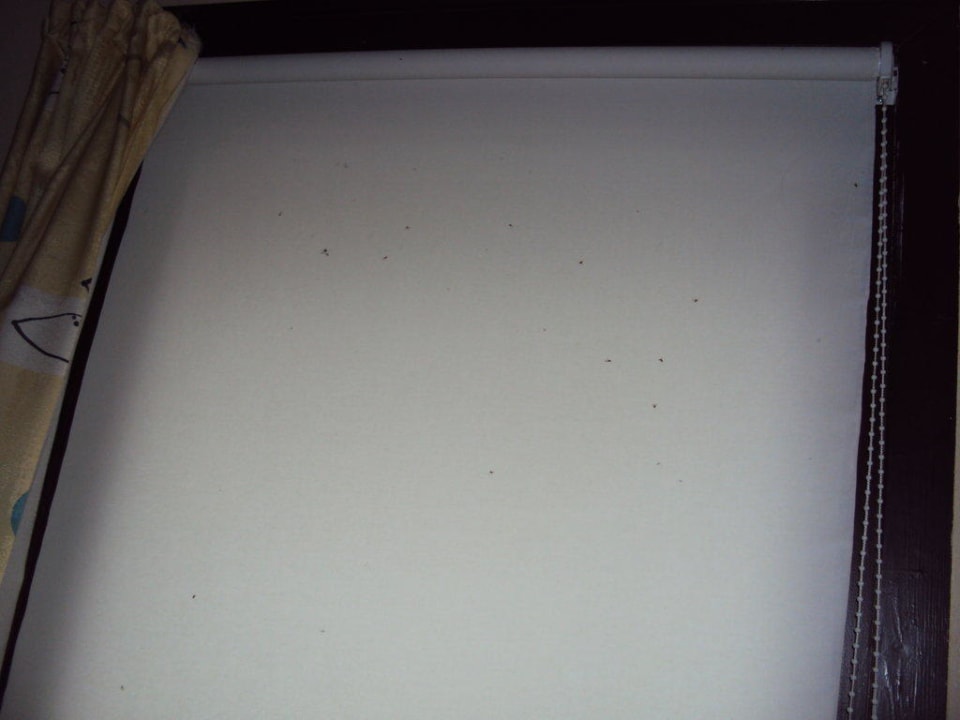 Fliegen auf Rollo Het Grootslag Vakantiepark