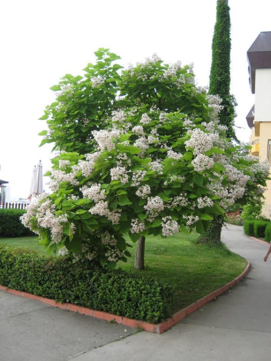 "Blickpunkt" im Club Bereich HVD Riviera Beach