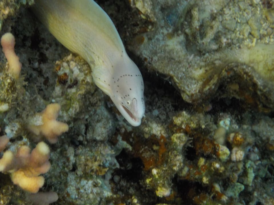 Strand Beach Safari Nubian Resort