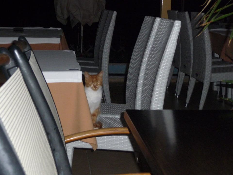 Katzen alltoura Club Hotel Poseidon Palace