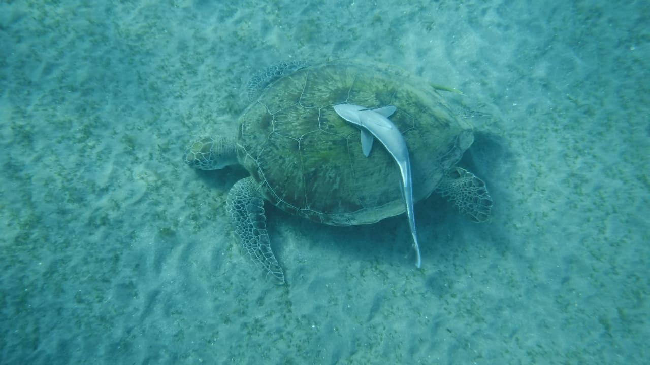 Sport & Freizeit Malikia Resort Abu Dabbab