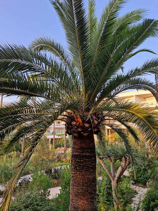 Ausblick Iberostar Selection Albufera Park