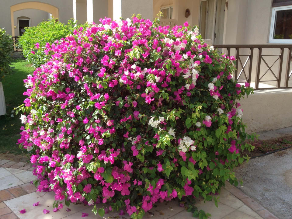 Gartenanlage Iberotel Makadi Beach