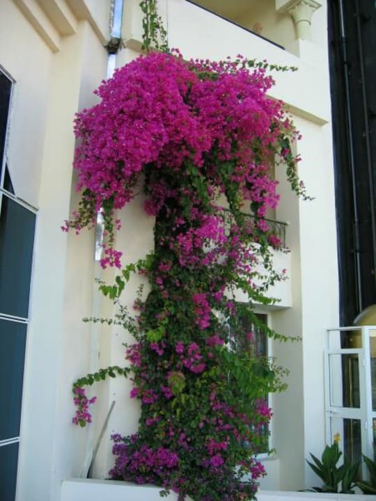 Liebevoll gestalteter Aussenbereich Hotel African Queen