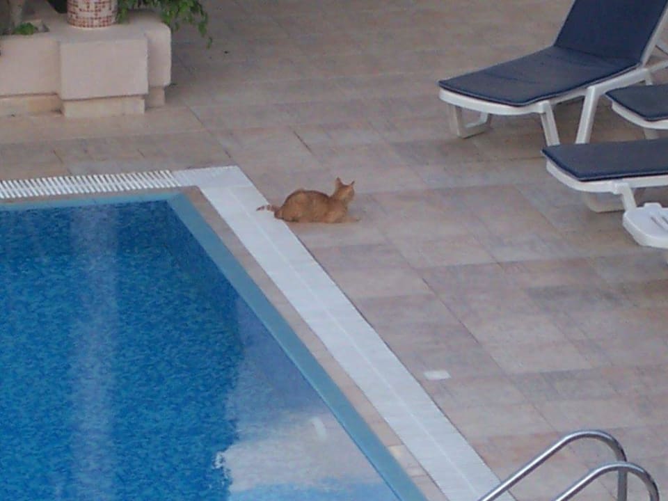 Katze am Pool Ialyssos Bay