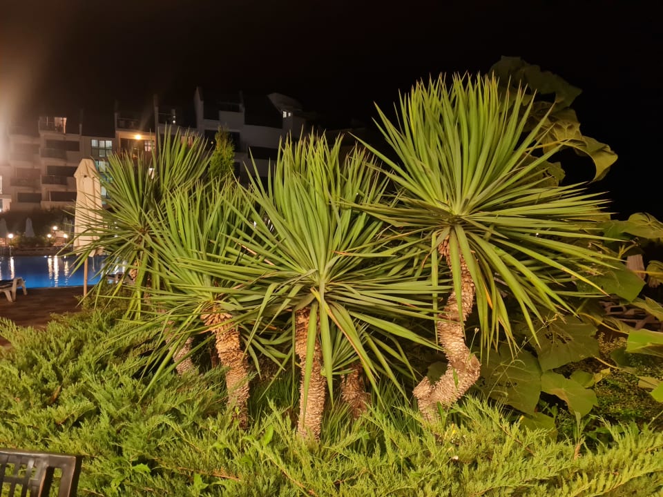 Gartenanlage Hotel Sineva Beach