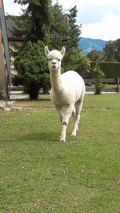 Außenansicht Sporthotel Wilder Kaiser