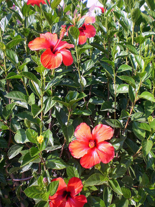 Garten Kaya Side