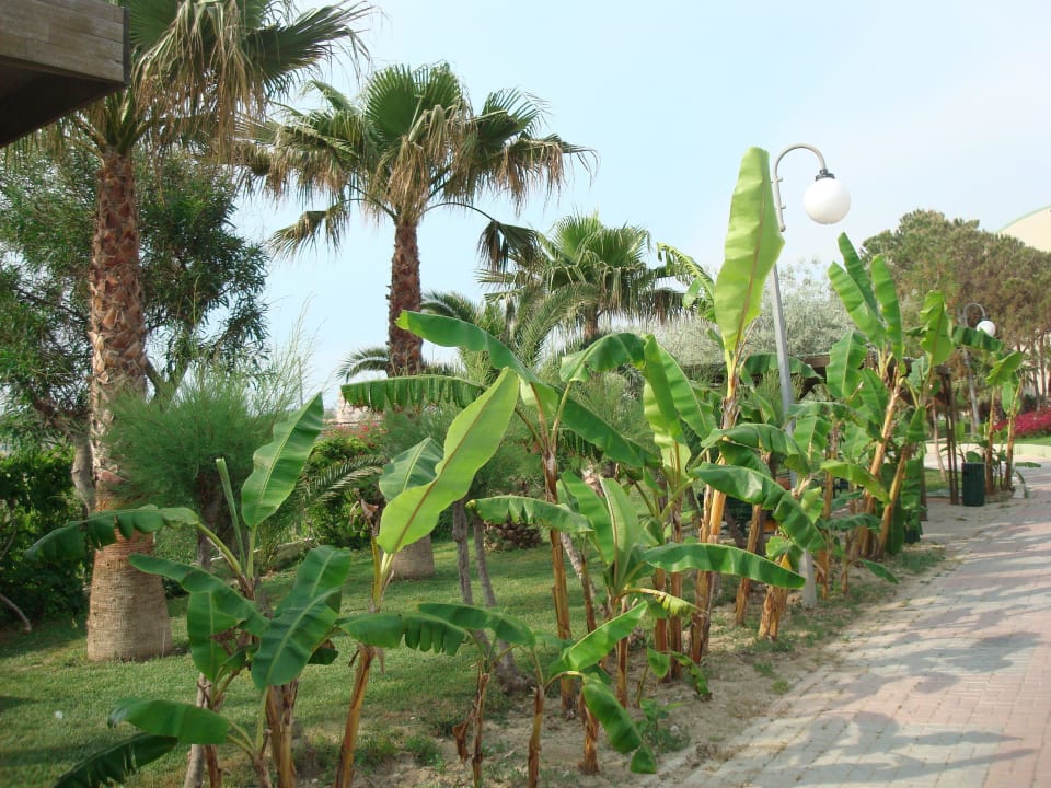 Weg zum Strand VONRESORT Golden Beach