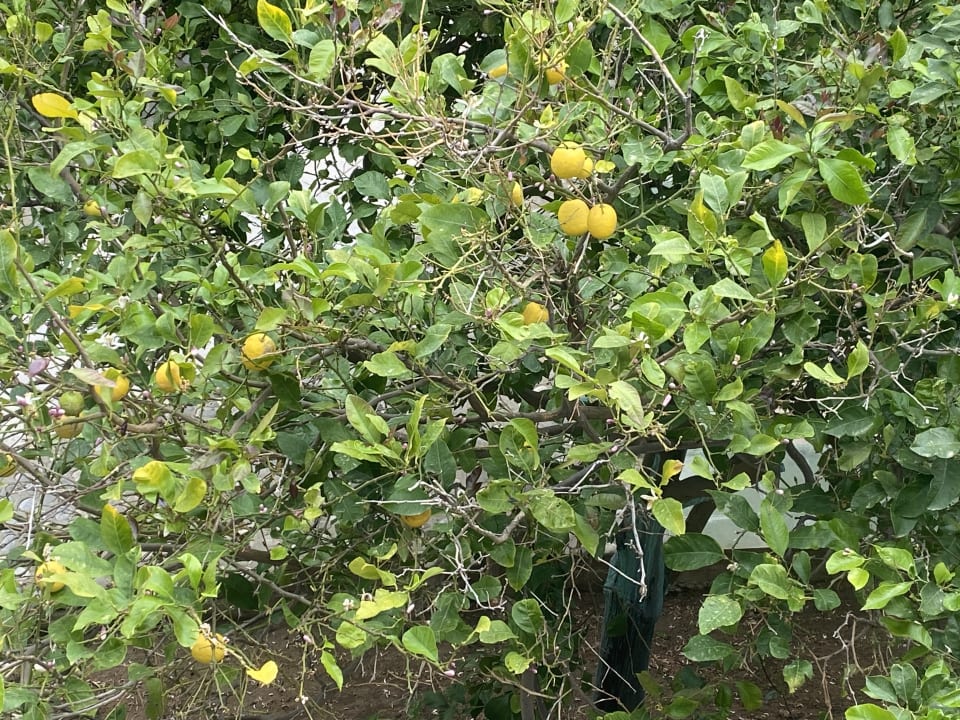 Gartenanlage Paralos Irini Mare