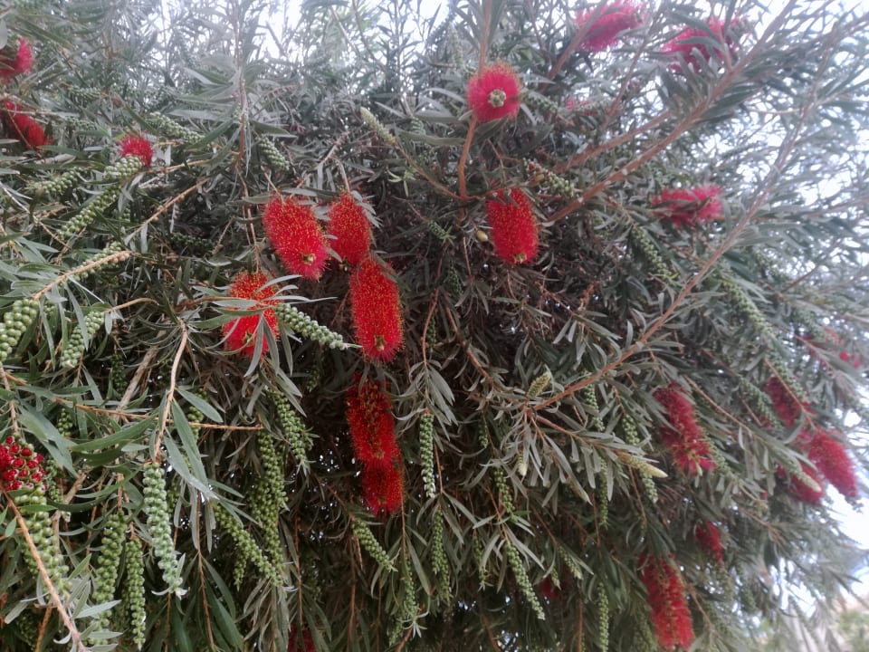 Gartenanlage Makadi Palace