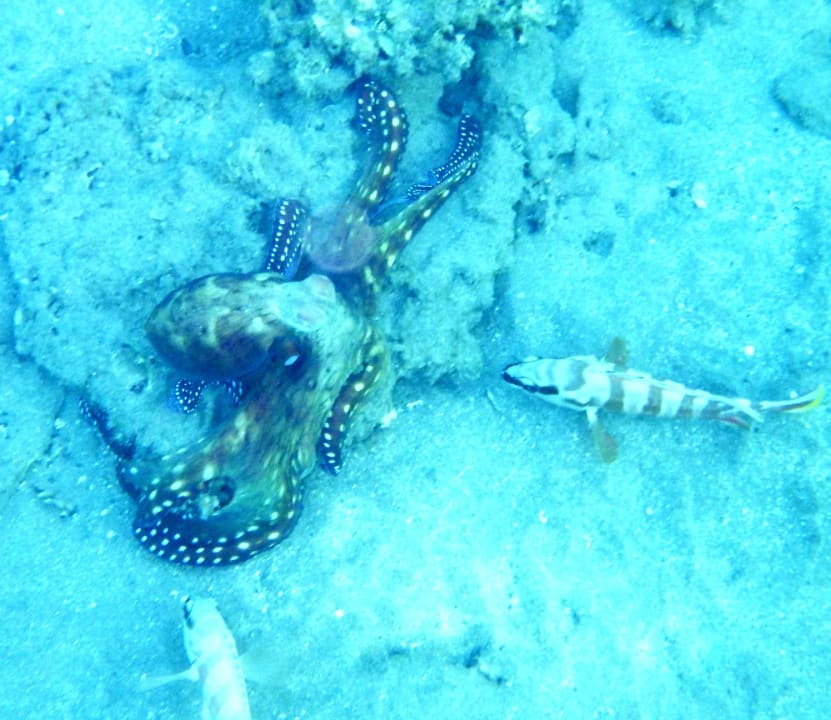 Sport & Freizeit Malikia Resort Abu Dabbab