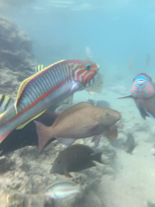 Sport & Freizeit Pickalbatros Citadel Resort