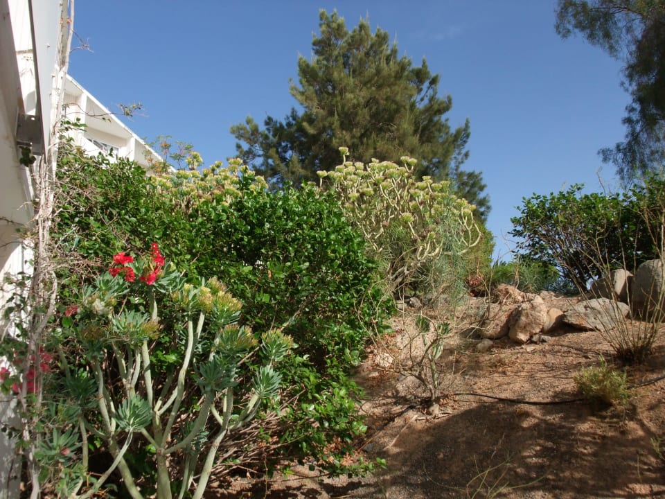 Gartenflora allsun App.-Hotel Esquinzo Beach