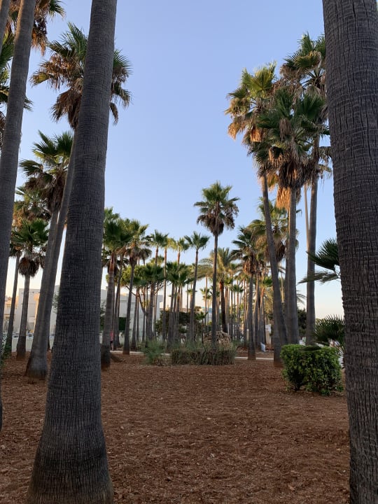 Gartenanlage Hipotels Mediterraneo Club