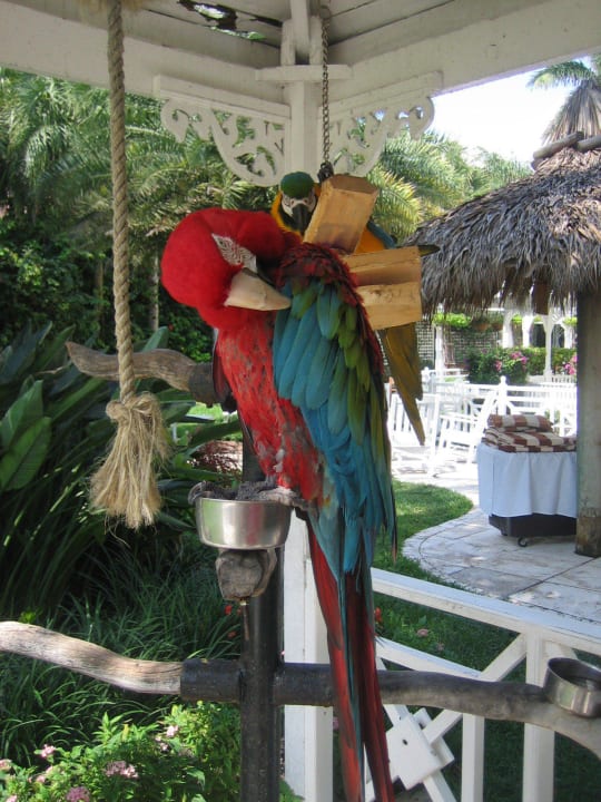 Hoteleigener Ara-Papageie The Palms Hotel & Spa