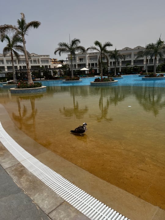 Pool Steigenberger Resort Alaya Marsa Alam - Red Sea - Adults only