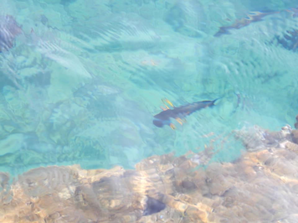 Strand Pickalbatros Citadel Resort