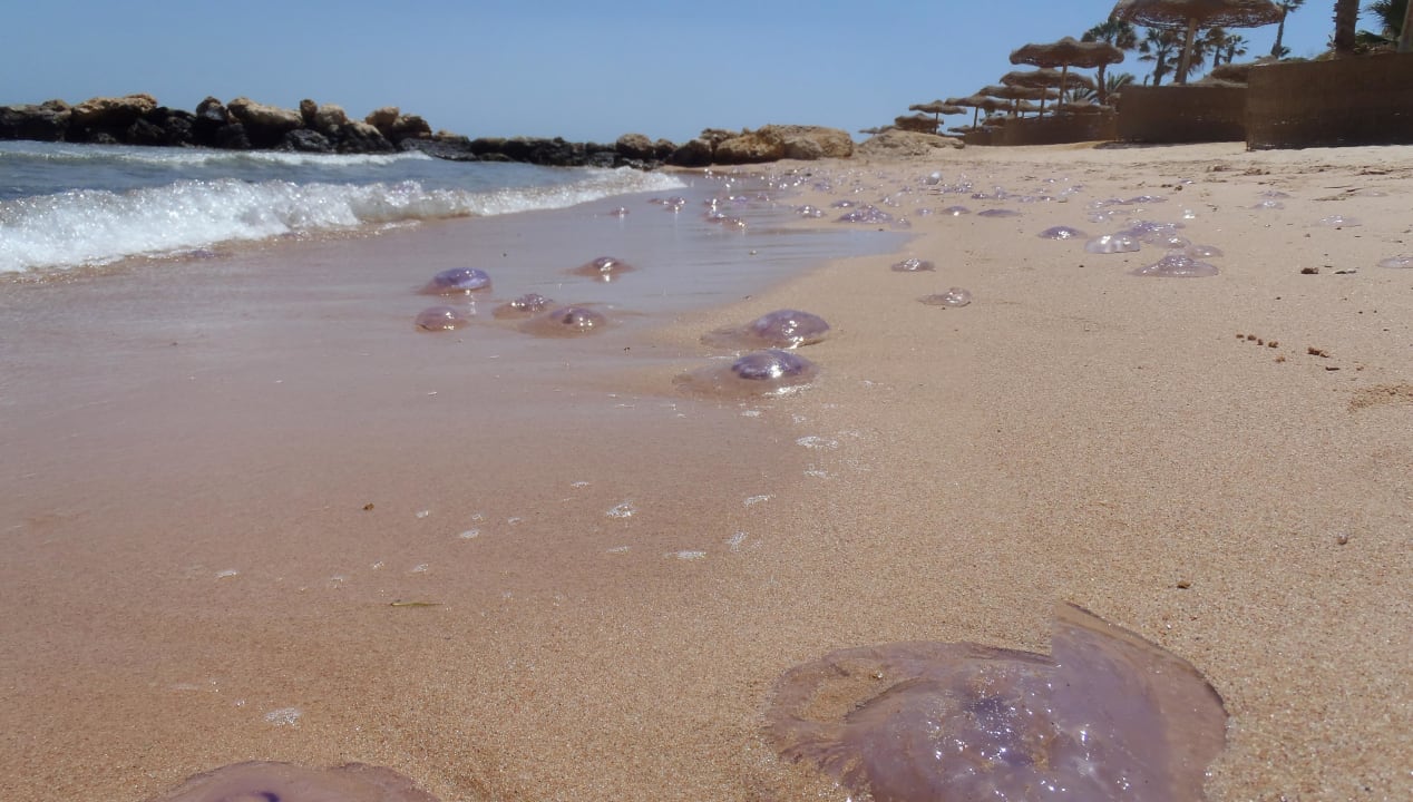 Fngefährliche Quallen Pickalbatros Citadel Resort