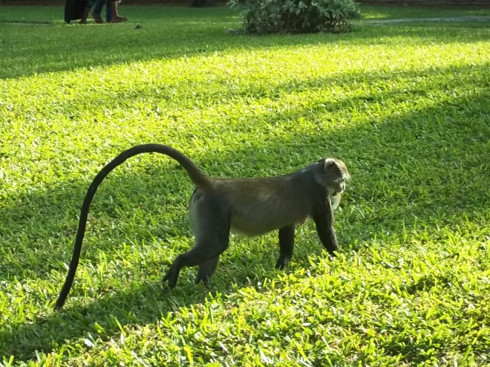 Gartenanlage Neptune Paradise Beach Resort & Spa