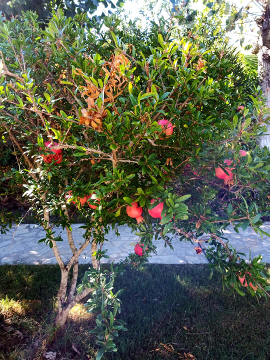 Gartenanlage Nasos Hotel & Resort