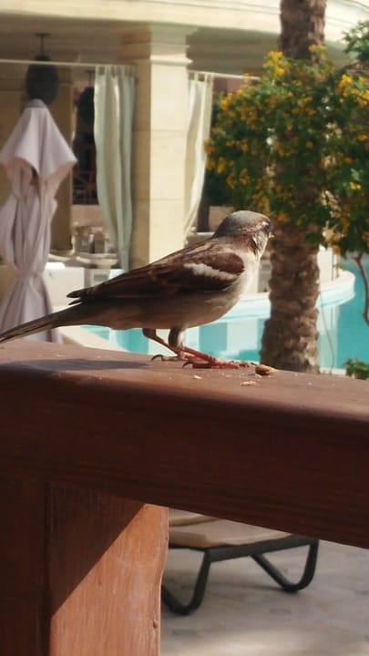 Sonstiges Makadi Spa - Adults only