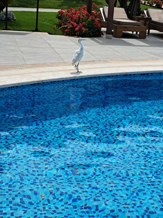 Pool Steigenberger Resort Alaya Marsa Alam - Red Sea - Adults only